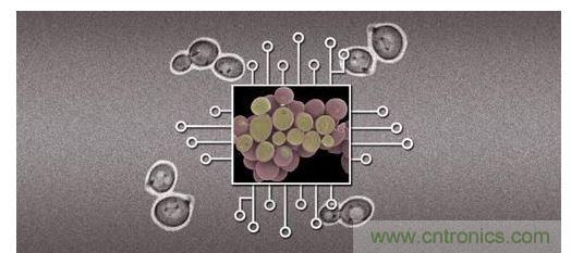 酵母菌(中)就像電子組件般的互連在一起，只不過(guò)這些細(xì)胞并非透過(guò)電線交流，而是經(jīng)由僅能以適當(dāng)接受器注入細(xì)胞的化學(xué)藥物進(jìn)行互動(dòng)。