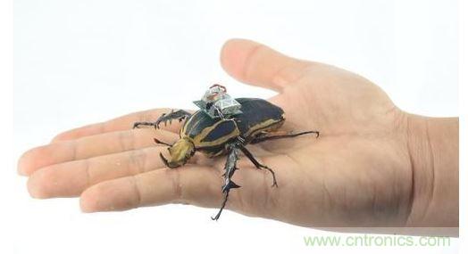 研究人員觀察手中的花甲蟲及其背包等細(xì)節(jié)。