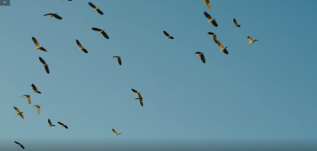 世界濕地日：?？低晹y手一個(gè)地球自然基金會(huì)，在上海守護(hù)這個(gè)重要“驛站”