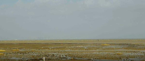 世界濕地日：?？低晹y手一個(gè)地球自然基金會(huì)，在上海守護(hù)這個(gè)重要“驛站”