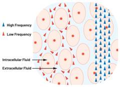  圖1.人體組織的電導(dǎo)率  因此，按照如上初步近似思路，模擬人體行為的電子電路可以建模如下：電阻Ri（細(xì)胞內(nèi)電阻）與電容（細(xì)胞膜電容）串聯(lián)，二者與另一個(gè)電阻Re（細(xì)胞外電阻）并聯(lián)，如圖2所示2。人體的阻抗范圍在1 kHz左右的低頻時(shí)為10 kΩ至1 MΩ，在1 MHz左右的高頻時(shí)為1 kΩ至100 Ω。